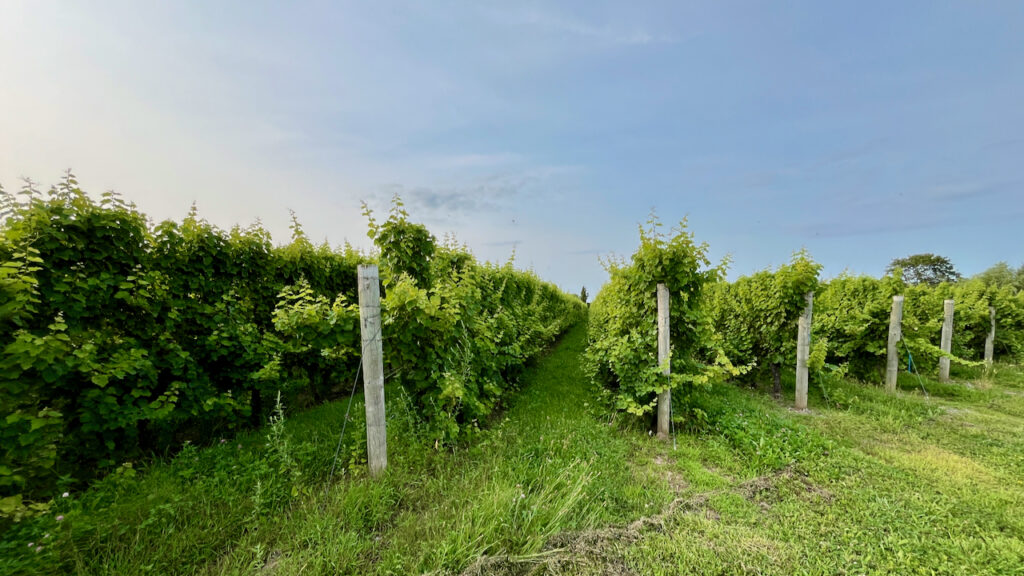 Image of a vineyard in Niagara-on-the-Lake
